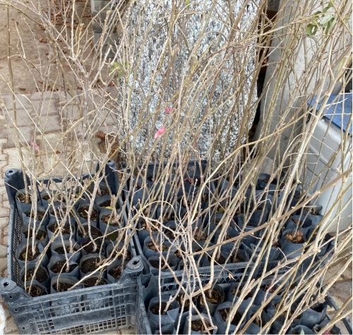 Goji berry damaye cinsi